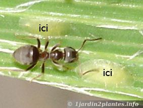 Certaines fourmis élèvent les cochenilles