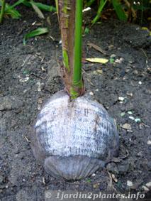 germination d'une graine de cocotier