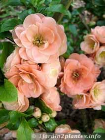 cognassier du Japon double rose (horticole).
