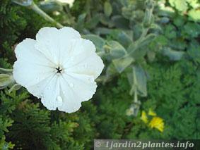 variété horticole blanche de coquelourde
