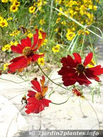 coreopsis rouge