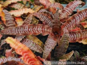 Feuillage rouge d'un cryptanthus panaché