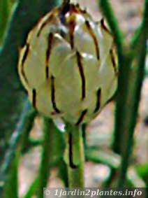 fleur de cupidone sèche