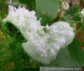 fruit de cyclanthera explodens qui a explosé
