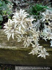 Une jolie petite fleur de montagne: l'edelweiss