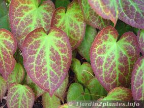 Une plante pouvant être utilisée comme couvre-sol: l'épimède pour son feuillage changeant de couleur au fil des saisons et se parant de jolies petites fleurs en forme de clochettes