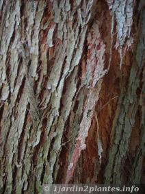 écorce d'eucalyptus