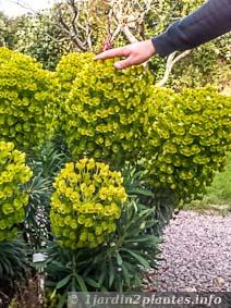 Les fleurs de cette euphorbe chariacas sont énormes mesurant plus de 20 centimètres de diamètre