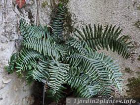 Une belle plante d'ombre à  feuillage persistant: la fougère dryopteris wallichiana