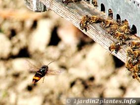 Un frelon asiatique prêt à capturer une abeille. Merci à Saint-Loup pour cette photo