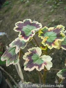 feuillage tricolore de géranium