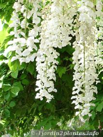 fleurs de glycine blanche en Mai
