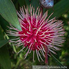 Fleurs bicolore d'un hakea laurina