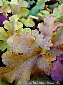 Feuilles d'automne d'un heuchera hybride aux couleurs cuivre, magenta, vert et jaune