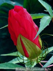 Bouton de fleur d'hibiscus coccineus
