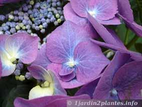 fleurs bleues d'hortensia obtenues avec de l'ardoise pilée
