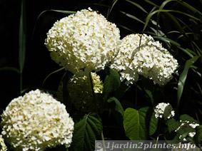 Les nouvelles variétés d'hortensias horticoles proposent des fleurs de plus en plus grosses mesurant plus de 20 centimètres de diamètre