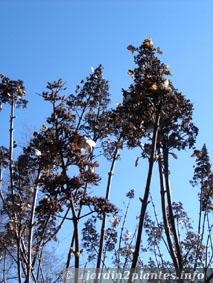 hydrangea arborescent annabelle en hiver