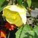 L'abutilon est cultivÃ© sous nos climats comme plante d'intÃ©rieur