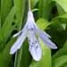 L' agapanthe est une vivace à bulbes à fleurs bleues ou blanches