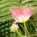 L'albizia ou arbre de soie est un arbre fleuri