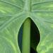 L'alocasia est une plante semi-tropicale � tr�s larges feuilles