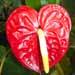 Une plante d'intÃ©rieur: l'anthurium (du blanc au rouge).