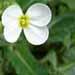 Une plante de rocaille à fleurs blanches: l'arabis.