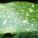 Une plante d'ornement: l'aucuba japonica