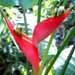 Une fleur tropicale: le balisier ou héliconia.