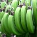 Fiche du  bananier fruitier