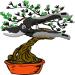 Entretien des bonsaï: arrosage, rempotage...
