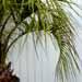 Fiche du  palmier du Brésil (Butia capitata)