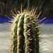 Plantes succulentes: les cactus