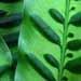 Le calathea est une plante verte trÃ¨s dÃ©corative