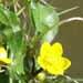Une plante aquatique: le caltha palustris