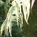 Une plante rustique: canne de Provence panachée