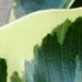 plante verte: le caoutchouc est aussi un arbre utile
