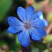 Une vivace fleurie: le ceratostigma