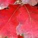 Un feuillage remarquable en automne: le chêne rouge d'Amérique
