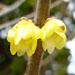 Un arbuste fleuri: le chimonanthus praecox.