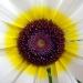 Le Chrysanthème à carène étonne par son air de marguerite au allures de cible multicolore