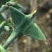 un arbuste épineux à l'aspect redoutable: le colletia paradoxa ou plante ancre