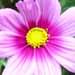 cosmos bipinnatus et cosmos Sulphureus sont les plus utilisés en jachère fleurie