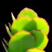 Le cotylédon est une plante grasse d'appartement