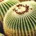 Un cactus du dÃ©sert mexicain: le coussin de belle mÃ¨re ou echinocactus.