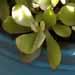 La crassule est une jolie plante grasse au port arbustif et facile de culture