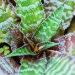 Le Cryptanthus est une plante verte décorative