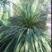 Une plante grasse: le dasylirion proche parent de l'agave
