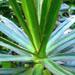 Une plante d'intérieur: le dracaena marginata